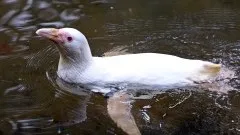 Kokosanka z gdańskiego ZOO królową pingwinów.