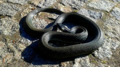 Zaskroniec w piwnicy i połamane drzewa – raport sztumskich służb mundurowych.