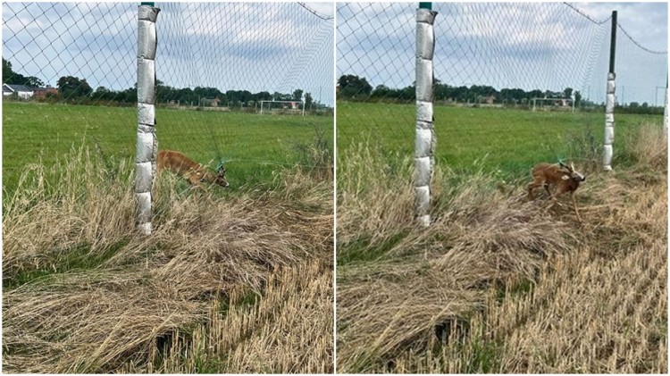 Jelonek zaplątany w siatkę ogrodzeniową, zalane piwnice i drogi, kolizje drogowe – raport malborskich służb mundurowych.