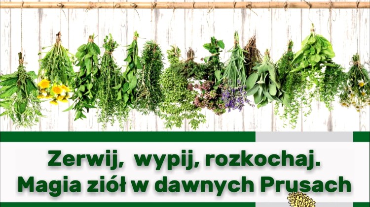 Zerwij, wypij, rozkochaj – wkrótce warsztaty zielarskie w Muzeum Miasta Malborka.