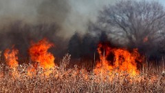 Wypalanie traw jest niebezpieczne i niezgodne z prawem – apelują policjanci.