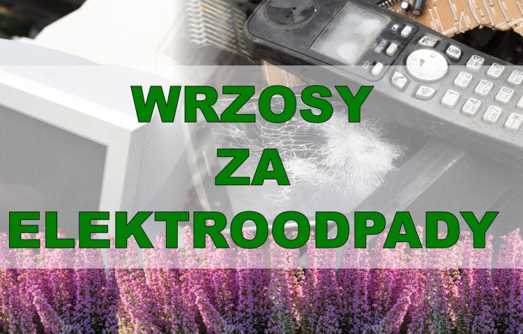 Oddaj elektroodpady, odbierz wrzosy – 3. edycja ekologicznej akcji w Starym Polu.