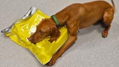 Narkotyki ujawnione w przesyłce kurierskiej dzięki psu służbowemu Flara.