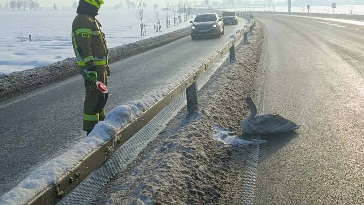 OSP Stare Pole uratowało potrąconego łabędzia na DK22.