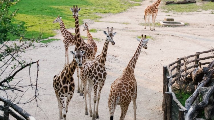 Wakacyjna wyprawa do gdańskiego ZOO. Gmina Malbork zaprasza dzieci na pełen atrakcji wyjazd
