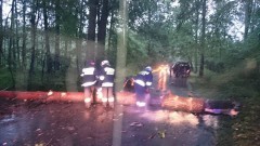 Chwile grozy na trasie Prakwice – Lubochowo. Przed nadjeżdżającego busa spadło drzewo. Weekendowy raport sztumskich służb mundurowych – 27.06.2016