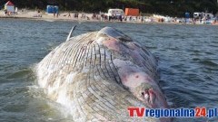 Stegna. Rok temu morze wyrzuciło na brzeg martwego wieloryba. Zobacz nasze wideo - 22.08.2016