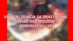 Gm. Mikołajki Pomorskie. Znaleziono obdartego ze skóry psa. Kto mógł tak potraktować zwierzę? - 28.01.2017