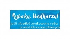 „Rybaku, Wędkarzu jeśli złowiłeś znakowaną rybę – przekaż informację ichtiologom” - 16.05.2017