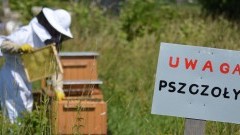 Grozi nam klęska ekologiczna. Na Żuławach niedługo nie będzie pszczół. Zobacz wideo i zdjęcia - 06.07.2017