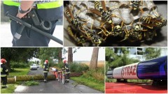 Zatrzymania poszukiwanych i niebezpieczne insekty. Weekendowy raport sztumskich&#8230;