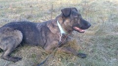 Malbork: Pilnie szukamy domu dla Bony. Jest bardzo uległa, kocha dzieci i dorosłych. Uwielbia spacery i zabawy - 15.01.2018