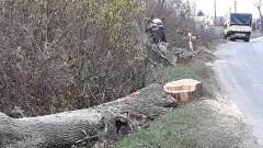 (Nie)bezpieczna droga. Wycinka ok. 900 drzew na trasie Malbork – Dzierzgoń.&#8230;