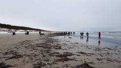 Bursztynowa gorączka na plaży w Jantarze. Zobacz na żywo