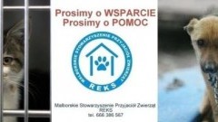 Każdy może pomóc podopiecznym Malborskiego Stowarzyszenia Przyjaciół&#8230;