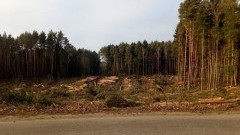 Przekop Mierzei Wiślanej: Zakaz wstępu do lasu w związku z prowadzoną wycinką drzew