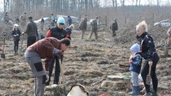 Posadzono 1800 dębów. „Akcja odnowieniowa” w Nadleśnictwie Elbląg 