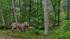 Mierzeja Wiślana. Spotkanie z zebrą w lesie.