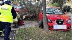 Tczew. Autem ściął drzewo, które spadło na przechodnia.