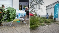 Nadleśnictwo Elbląg. Kupuj świąteczne drzewka z legalnej plantacji choinek. 