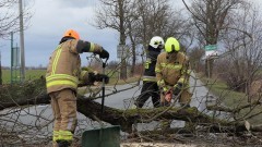 Usuwanie skutków porywistych wiatrów – weekendowy raport malborskich służb mundurowych.