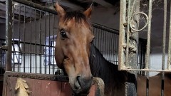Potrzebna pomoc dla Chichota, konia chorującego na ślepotę miesięczną.
