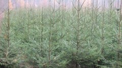 Nie kupiłeś jeszcze choinki? Elbląscy leśnicy zapraszają do zakupu choinek prosto z lasu – 21.12.2015