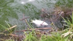 800 kg martwych ryb. Jezioro bez życia! Czy oczyszczalnia w Sztumskim Polu jest odpowiedzialna za zatrucie Jeziora Kaniewskiego? – 30.04.2016 