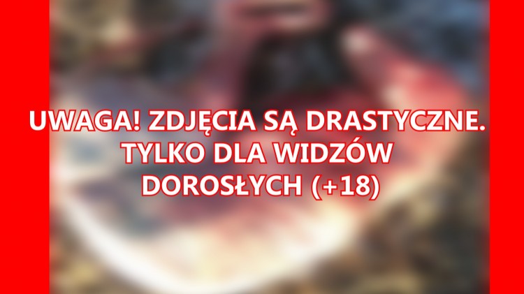 Gm. Mikołajki Pomorskie. Znaleziono obdartego ze skóry psa. Kto mógł&#8230;