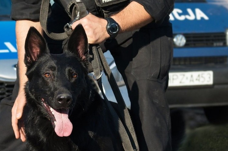 Elbląg. Policja bada przypadki pogryzienia przez psy. Przypominamy o&#8230;