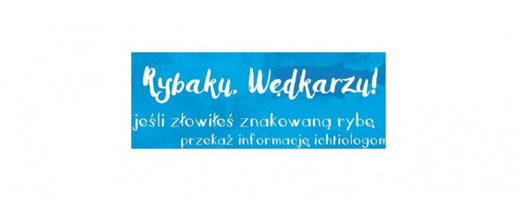 „Rybaku, Wędkarzu jeśli złowiłeś znakowaną rybę – przekaż&#8230;