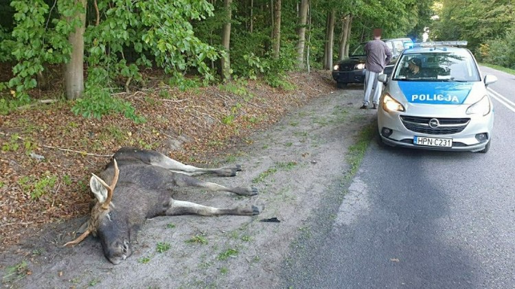 W wyniku zderzenia z pojazdem, łoś zginął na miejscu.