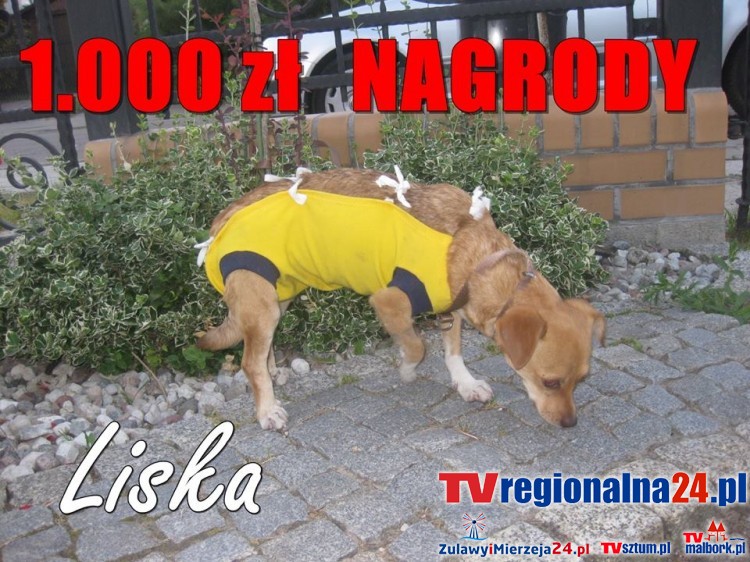 MALBORK: ZAGINĘŁA SUCZKA LISKA. NA ZNALAZCĘ CZEKA NAGRODA 1.000 ZŁ&#8230;