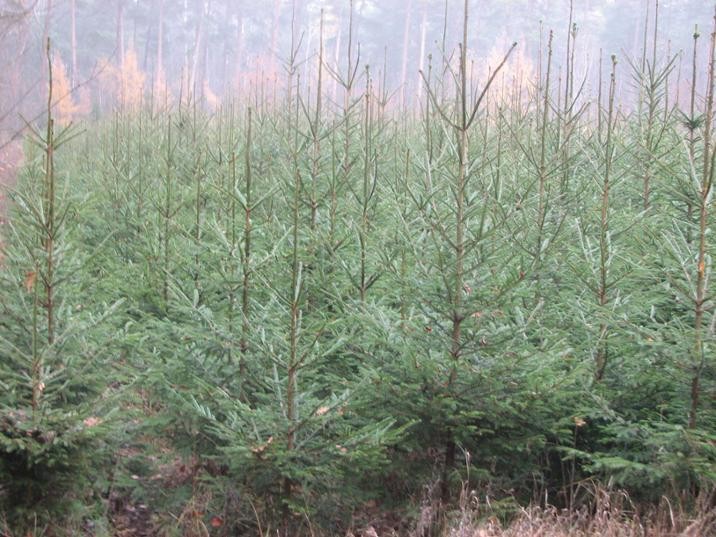 Nie kupiłeś jeszcze choinki? Elbląscy leśnicy zapraszają do zakupu&#8230;