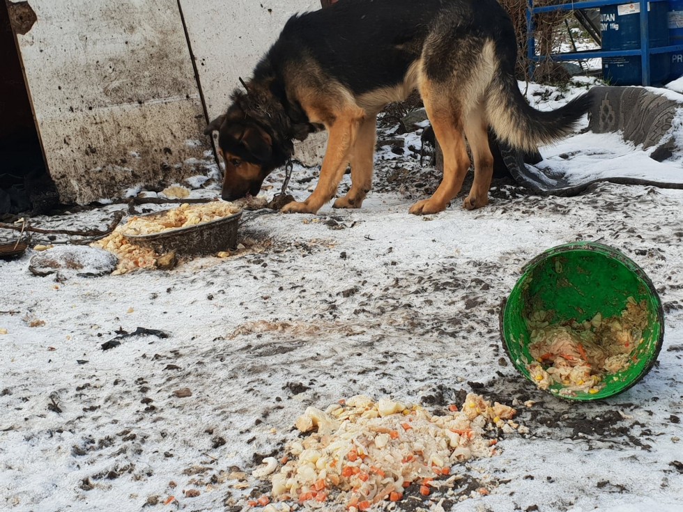 Nowy Dwór Gdański. Policjanci apelują - mróz jest śmiertelnym zagrożeniem również dla zwierząt.