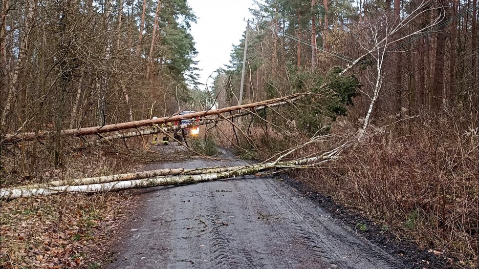Sztum. Ponad 80 interwencji w związku z usuwaniem skutków porywistego wiatru.