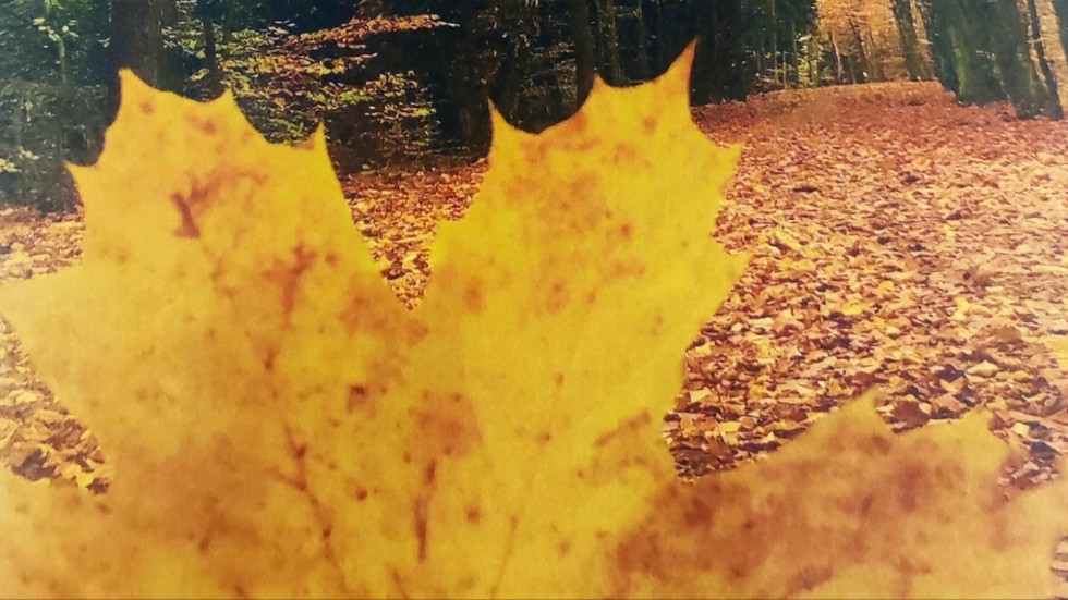 Gmina Sztutowo. Rozstrzygnięto jesienny konkurs fotograficzny.