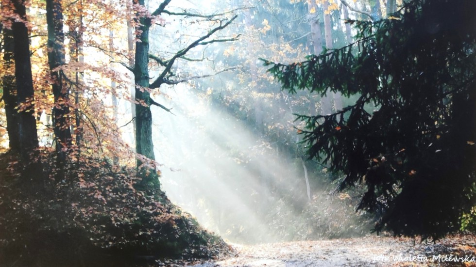 Gmina Sztutowo. Rozstrzygnięto jesienny konkurs fotograficzny.