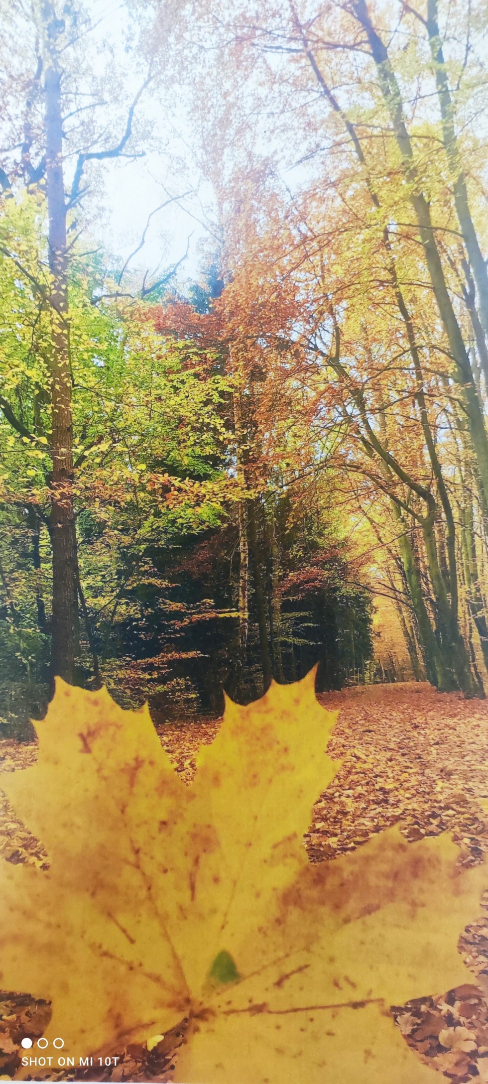 Gmina Sztutowo. Rozstrzygnięto jesienny konkurs fotograficzny.