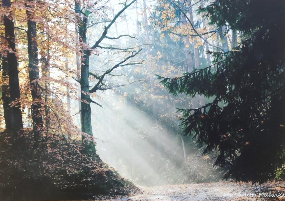 Gmina Sztutowo. Rozstrzygnięto jesienny konkurs fotograficzny.