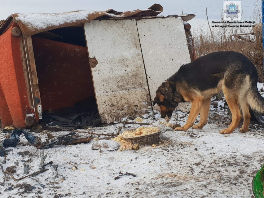 Nowy Dwór Gdański. Policjanci apelują - psy pozostawione na mrozie  zamarzają.