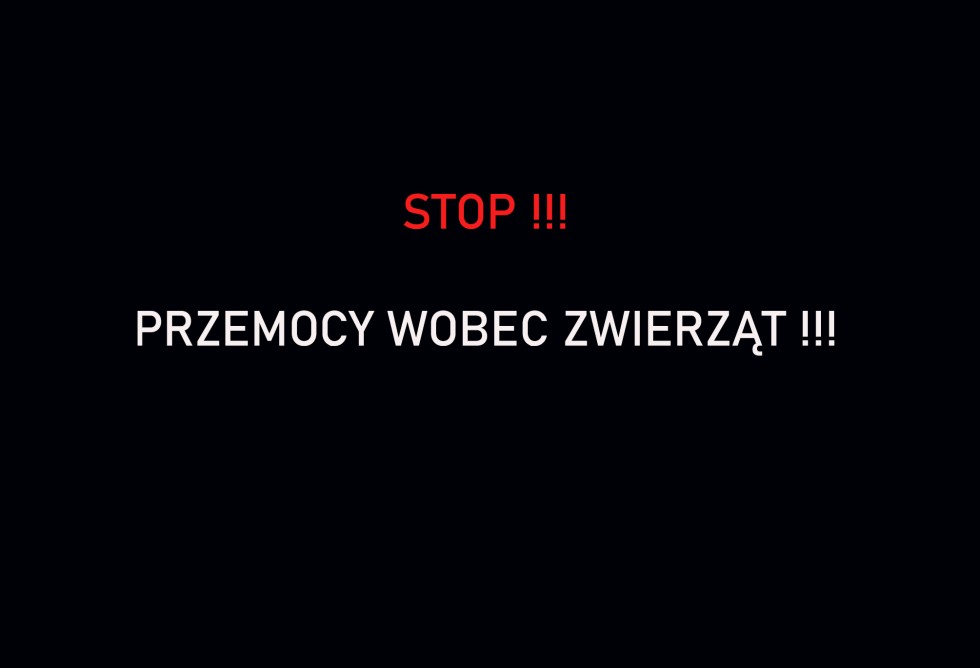 Gmina Stegna. Skrajnie zaniedbany i umierający pies na jednej z posesji – mężczyzna odpowie za znęcanie się nad zwierzęciem. Grozi mu do 5 lat więzienia.