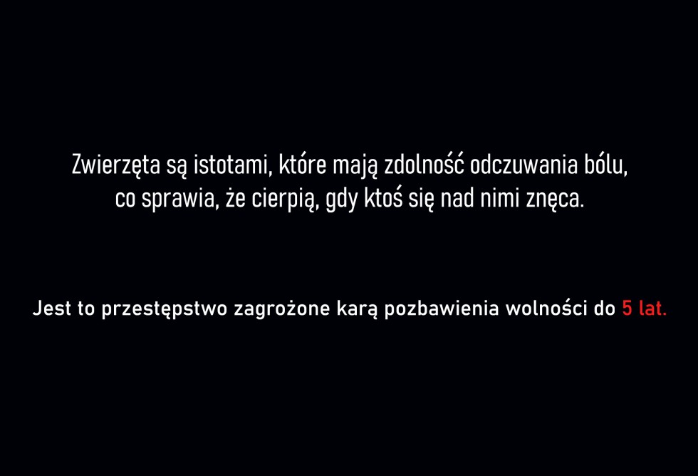 Gmina Stegna. Skrajnie zaniedbany i umierający pies na jednej z posesji – mężczyzna odpowie za znęcanie się nad zwierzęciem. Grozi mu do 5 lat więzienia.