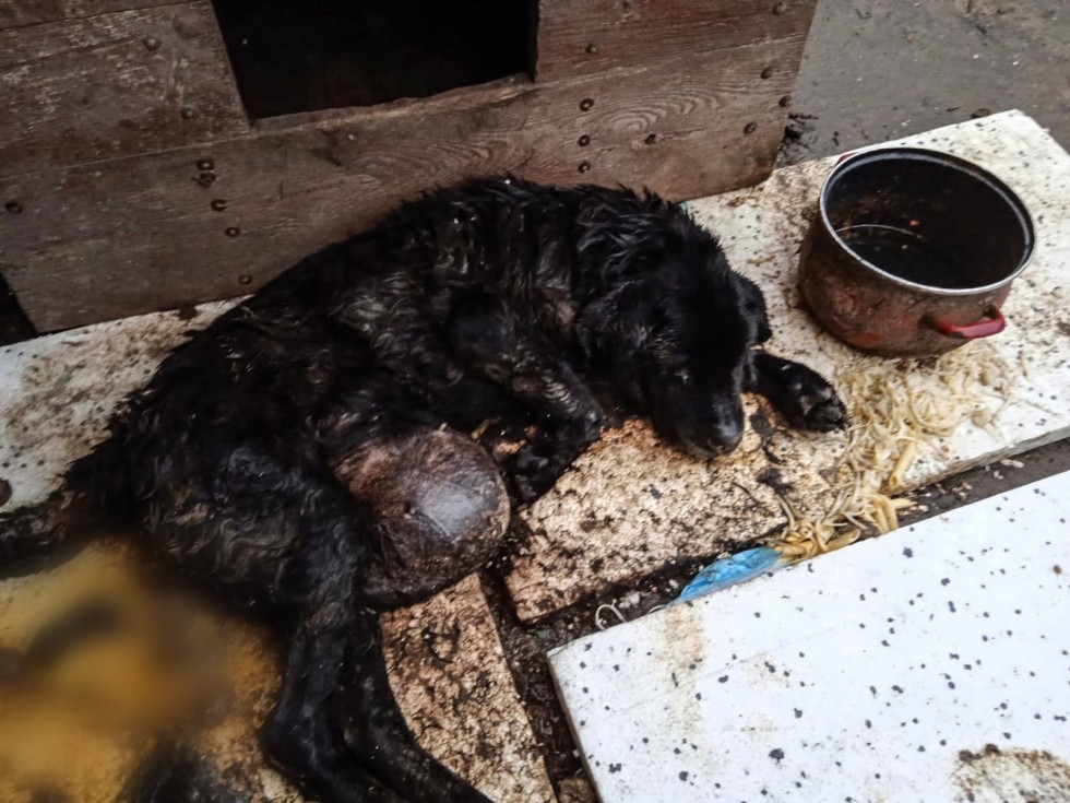 Gmina Stegna. Skrajnie zaniedbany i umierający pies na jednej z posesji – mężczyzna odpowie za znęcanie się nad zwierzęciem. Grozi mu do 5 lat więzienia.