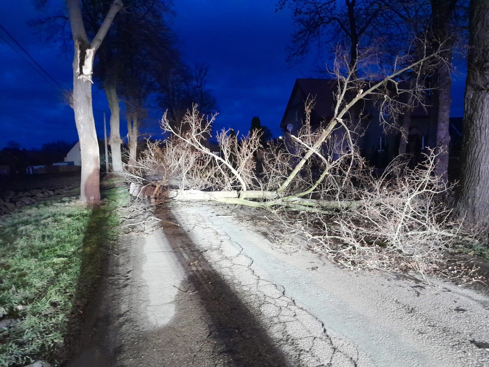 Powalone drzewa, uszkodzone dachy – tygodniowy raport malborskich służb mundurowych.