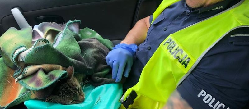 Malbork. Policjanci pomogli potrąconemu kotu.