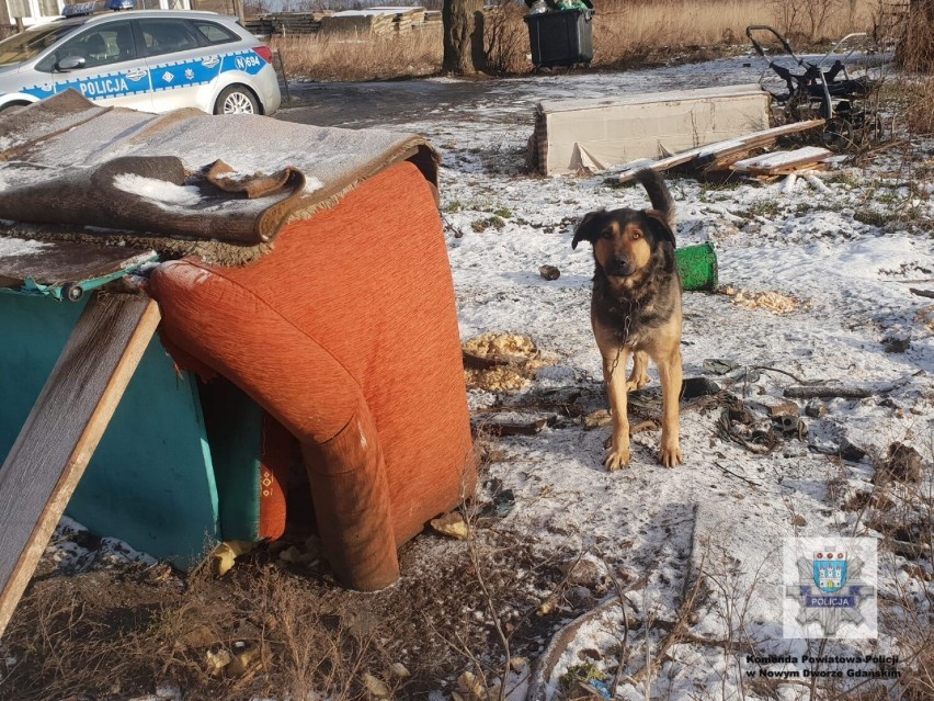Nowy Dwór Gdański. Policjanci apelują – zimą zadbajmy o psy podwórkowe.