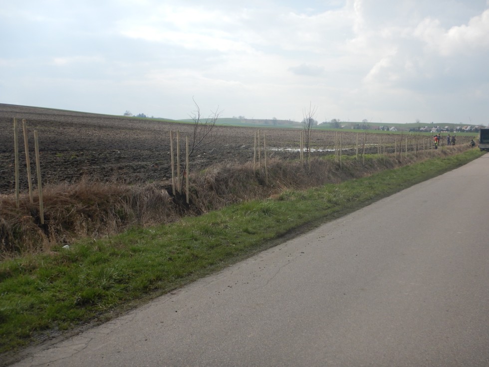 Posadzą 200. drzew miododajnych – ruszył nowy projekt w Powiecie Sztumskim.