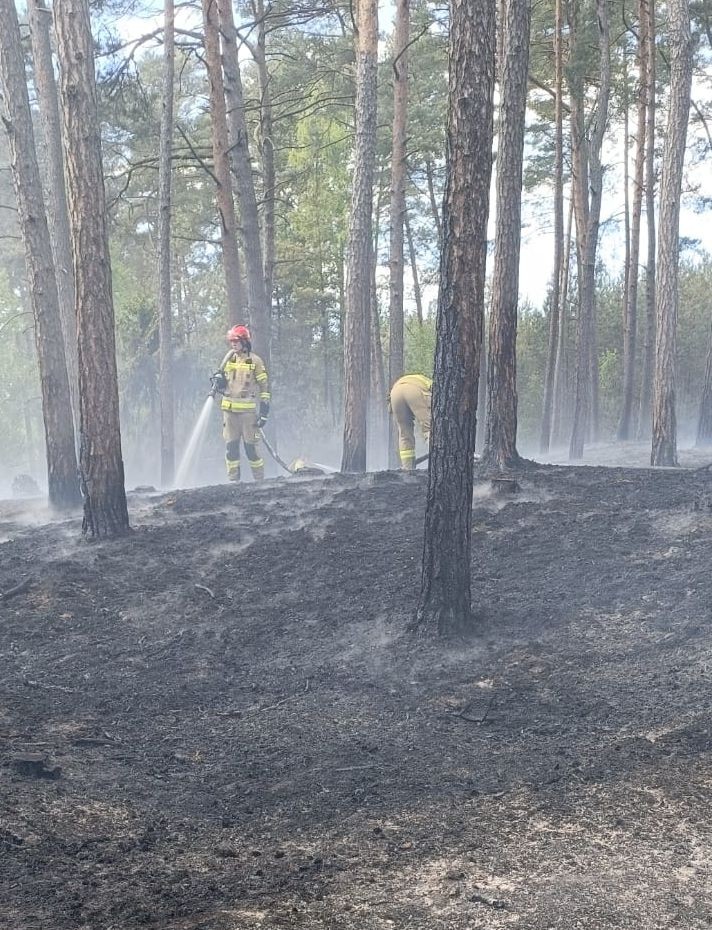 Pożar lasu w Mikoszewie – 7 zastępów walczyło z groźnym żywiołem.