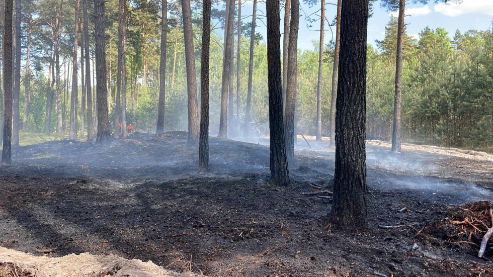Pożar lasu w Mikoszewie – 7 zastępów walczyło z groźnym żywiołem.